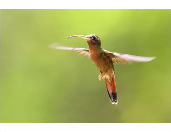 Hummingbird - Rufous-breasted Hermit. Bolivar State - Venezuela