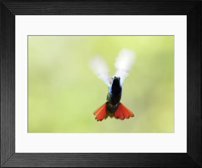 Framed Print : mango a cravate noire. Black-throated Mango Anthracothorax nigricollis Framed Print : mango a cravate noire. Black-throated Mango Anthracothorax nigricollis