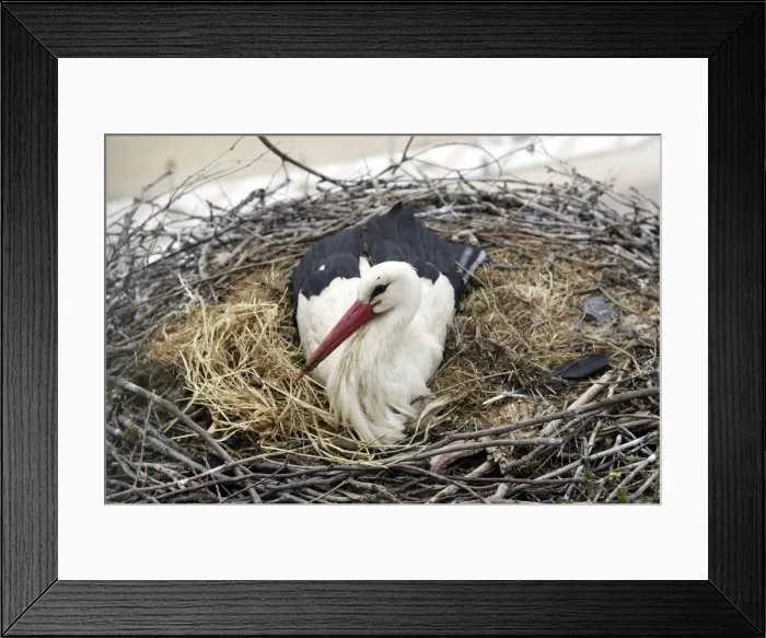 Framed Print : White Stork - at nest. Caceres - Extramadura - Spain Framed Print : White Stork - at nest. Caceres - Extramadura - Spain
