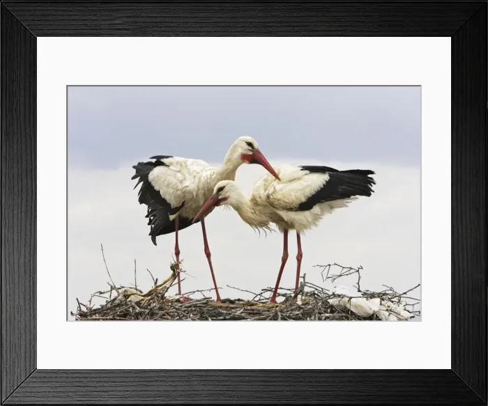 Framed Print : White Stork - pair at nest. Caceres - Extramadura - Spain Framed Print : White Stork - pair at nest. Caceres - Extramadura - Spain