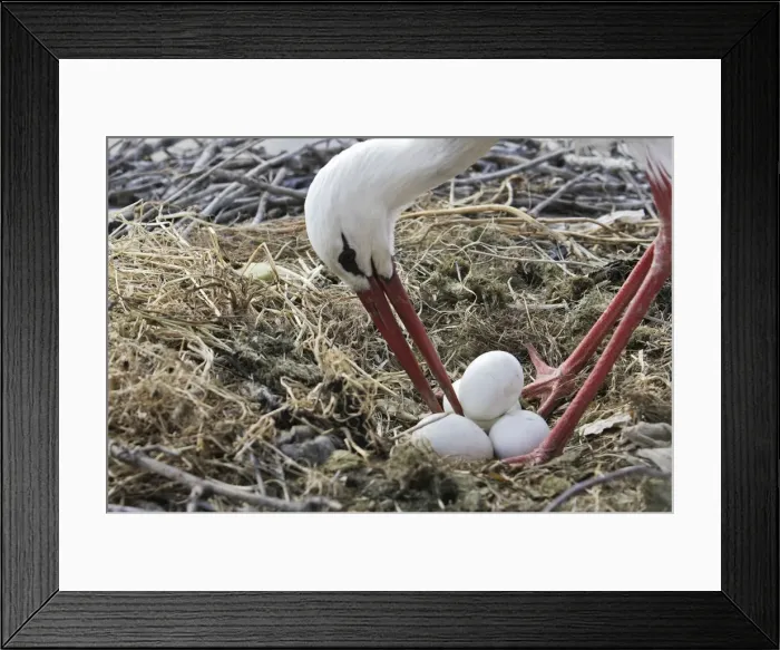 Framed Print : White Stork - at nest turning eggs. Caceres - Extramadura - Spain Framed Print : White Stork - at nest turning eggs. Caceres - Extramadura - Spain