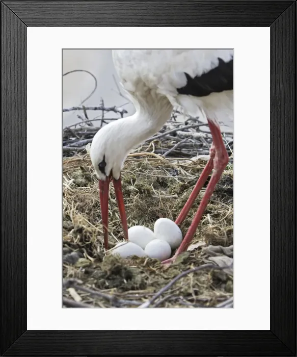 Framed Print : White Stork - at nest turning eggs. Caceres - Extramadura - Spain Framed Print : White Stork - at nest turning eggs. Caceres - Extramadura - Spain