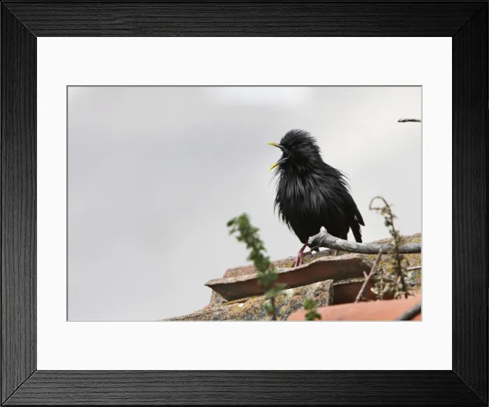 Framed Print : Spotless Starling - with beak open. Caceres - Extramadura - Spain Framed Print : Spotless Starling - with beak open. Caceres - Extramadura - Spain