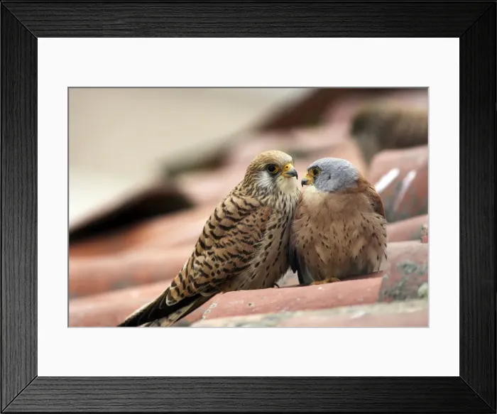 Framed Print : Lesser Kestrel - pair. Caceres - Extramadura - Spain Framed Print : Lesser Kestrel - pair. Caceres - Extramadura - Spain