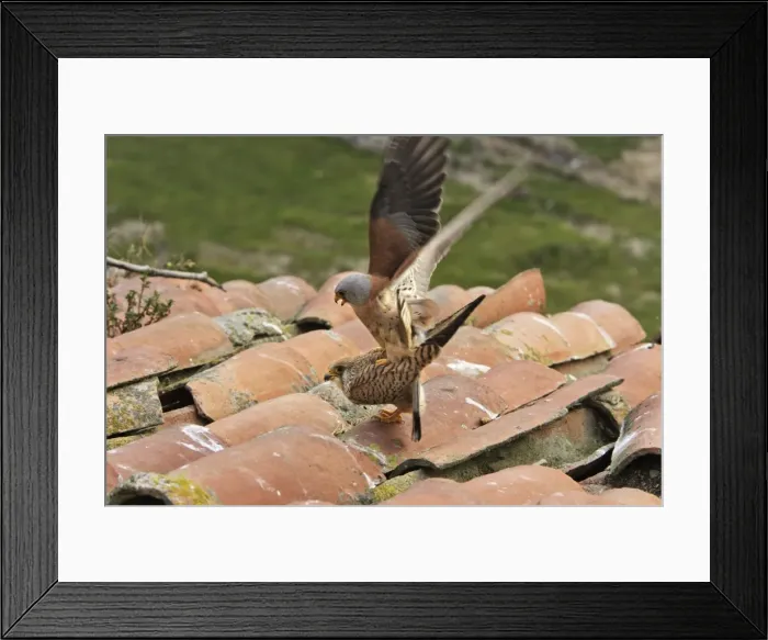 Framed Print : Lesser Kestrel - pair mating. Caceres - Extramadura - Spain Framed Print : Lesser Kestrel - pair mating. Caceres - Extramadura - Spain