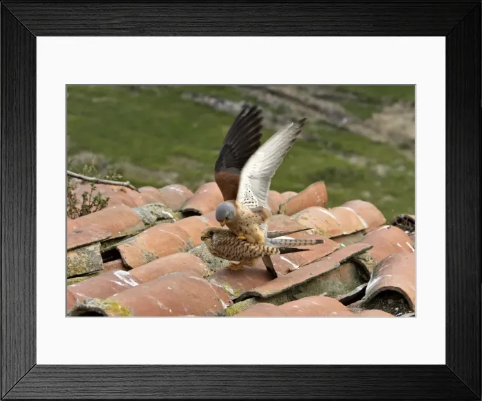 Framed Print : Lesser Kestrel - pair mating. Caceres - Extramadura - Spain Framed Print : Lesser Kestrel - pair mating. Caceres - Extramadura - Spain