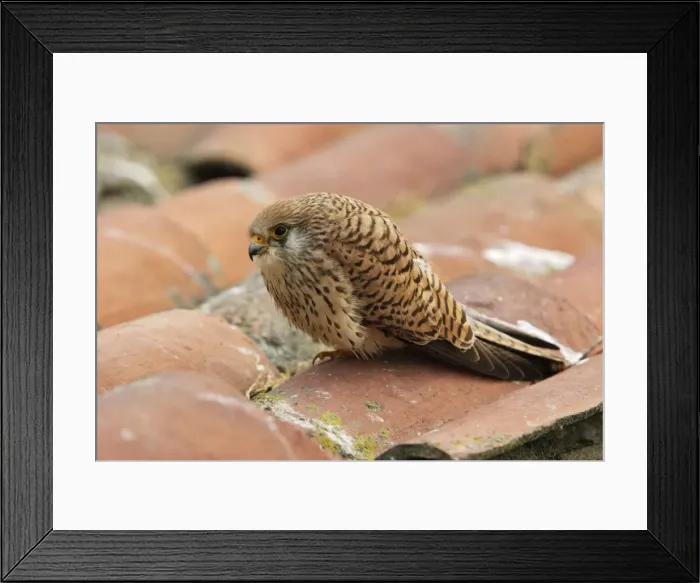 Framed Print : Lesser Kestrel - female. Caceres - Extramadura - Spain Framed Print : Lesser Kestrel - female. Caceres - Extramadura - Spain