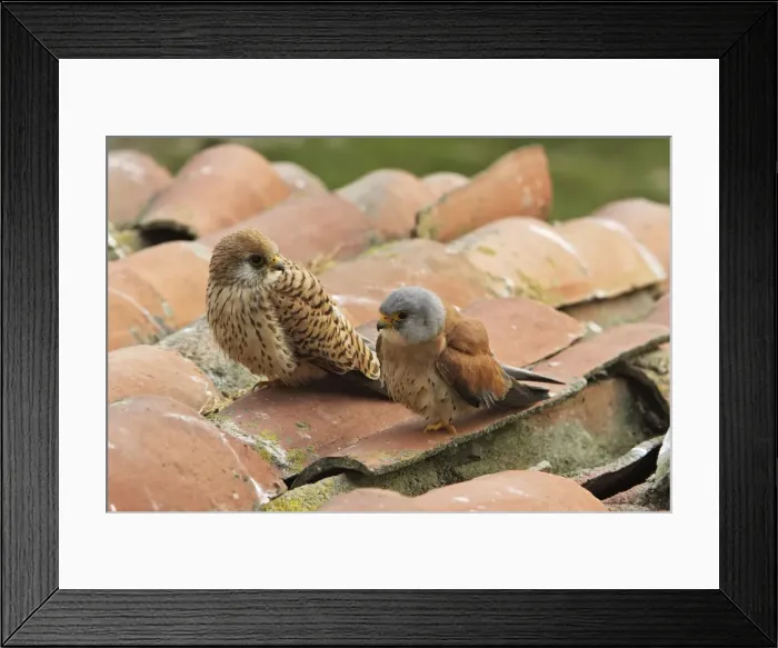 Framed Print : Lesser Kestrel - male and female. Caceres - Extramadura - Spain Framed Print : Lesser Kestrel - male and female. Caceres - Extramadura - Spain