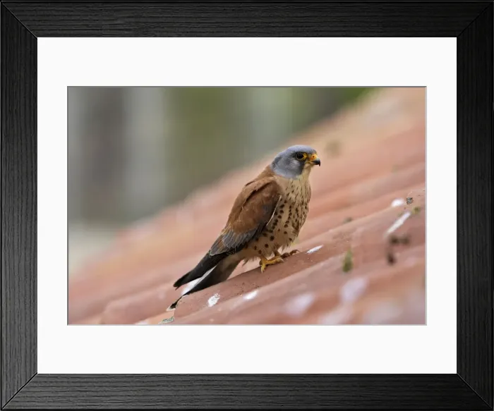 Framed Print : Lesser Kestrel - male. Caceres - Extramadura - Spain Framed Print : Lesser Kestrel - male. Caceres - Extramadura - Spain