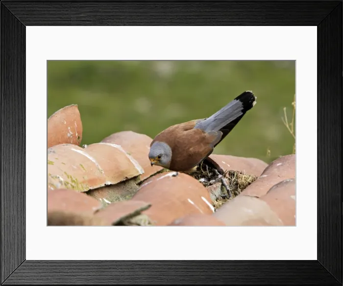 Framed Print : Lesser Kestrel - male. Caceres - Extramadura - Spain Framed Print : Lesser Kestrel - male. Caceres - Extramadura - Spain