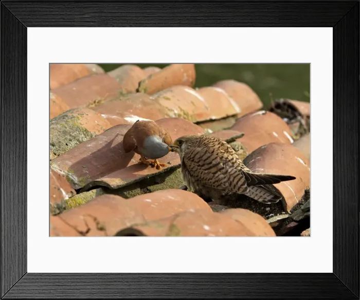 Framed Print : Lesser Kestrel - male and female taking food from each other. Caceres - Extramadura - Spain Framed Print : Lesser Kestrel - male and female taking food from each other. Caceres - Extramadura - Spain