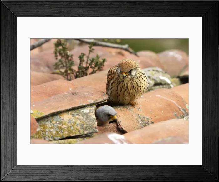 Framed Print : Lesser Kestrel - pair with male leaving nest in roof. Caceres - Extramadura - Spain Framed Print : Lesser Kestrel - pair with male leaving nest in roof. Caceres - Extramadura - Spain