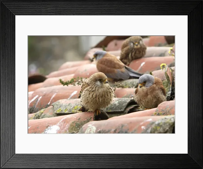 Framed Print : Lesser Kestrel - two pairs on roof top. Caceres - Extramadura - Spain Framed Print : Lesser Kestrel - two pairs on roof top. Caceres - Extramadura - Spain