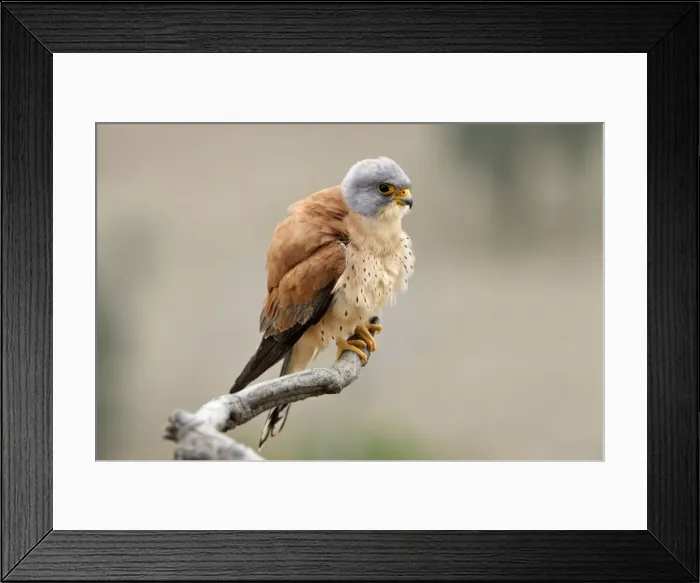 Framed Print : Lesser Kestrel - male. Caceres - Extramadura - Spain Framed Print : Lesser Kestrel - male. Caceres - Extramadura - Spain