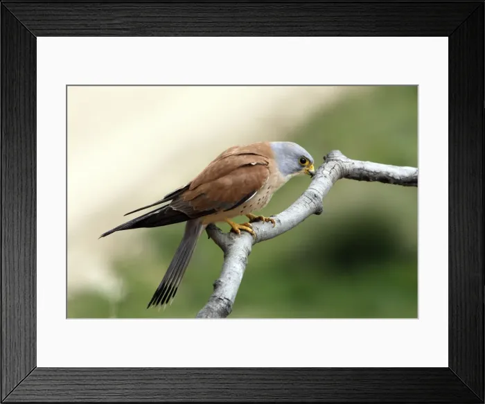 Framed Print : Lesser Kestrel - male. Caceres - Extramadura - Spain Framed Print : Lesser Kestrel - male. Caceres - Extramadura - Spain