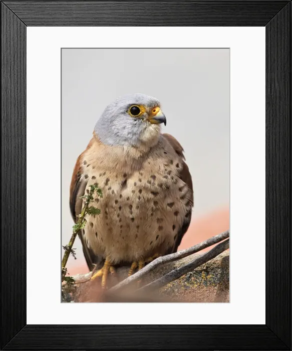Framed Print : Lesser Kestrel - male. Caceres - Extramadura - Spain Framed Print : Lesser Kestrel - male. Caceres - Extramadura - Spain
