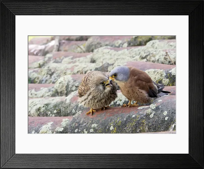Framed Print : Lesser Kestrel - pair. Caceres - Extramadura - Spain Framed Print : Lesser Kestrel - pair. Caceres - Extramadura - Spain