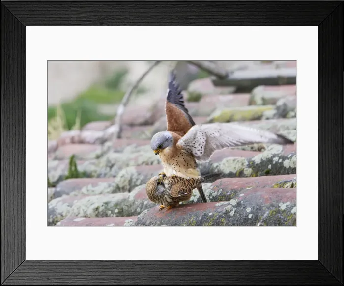 Framed Print : Lesser Kestrel - pair mating. Caceres - Extramadura - Spain Framed Print : Lesser Kestrel - pair mating. Caceres - Extramadura - Spain