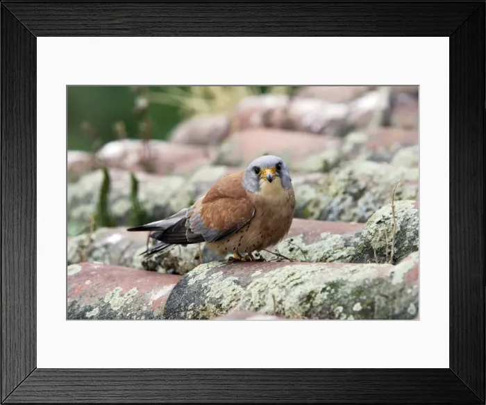 Framed Print : Lesser Kestrel - male. Caceres - Extramadura - Spain Framed Print : Lesser Kestrel - male. Caceres - Extramadura - Spain
