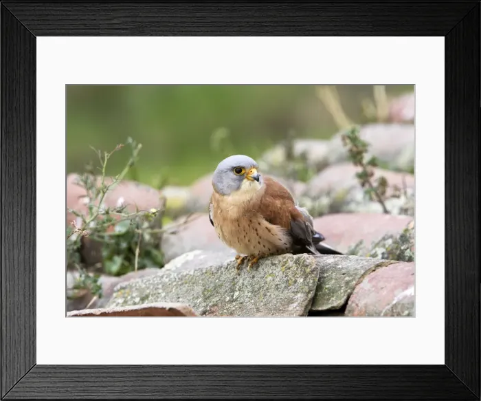 Framed Print : Lesser Kestrel - male. Caceres - Extramadura - Spain Framed Print : Lesser Kestrel - male. Caceres - Extramadura - Spain