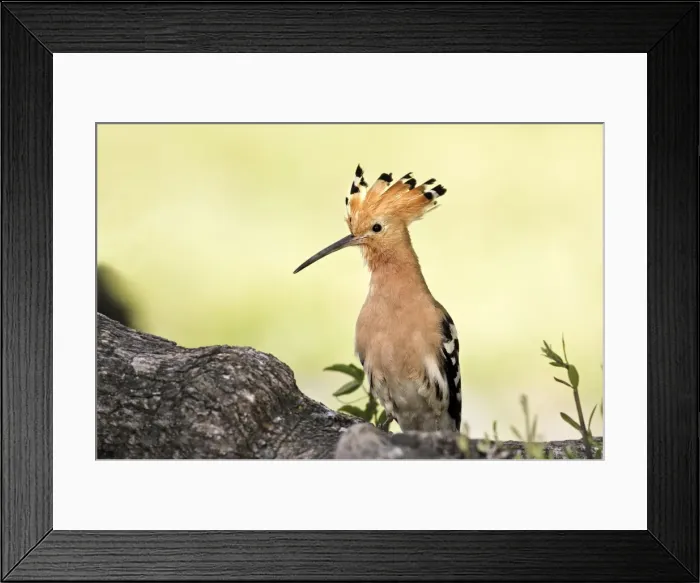 Framed Print : Hoopoe. Caceres - Extramadura - Spain Framed Print : Hoopoe. Caceres - Extramadura - Spain