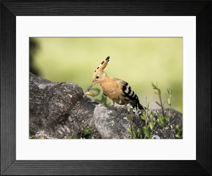 Framed Print : Hoopoe - with grub in beak. Caceres - Extramadura - Spain Framed Print : Hoopoe - with grub in beak. Caceres - Extramadura - Spain