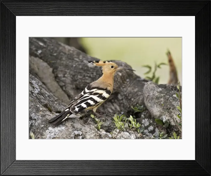 Framed Print : Hoopoe. Caceres - Extramadura - Spain Framed Print : Hoopoe. Caceres - Extramadura - Spain