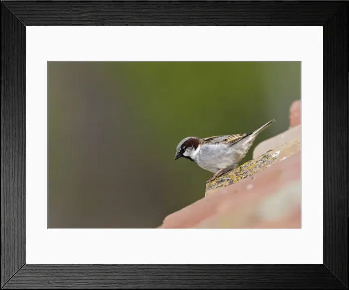Framed Print : House Sparrow - male. Caceres - Extramadura - Spain Framed Print : House Sparrow - male. Caceres - Extramadura - Spain