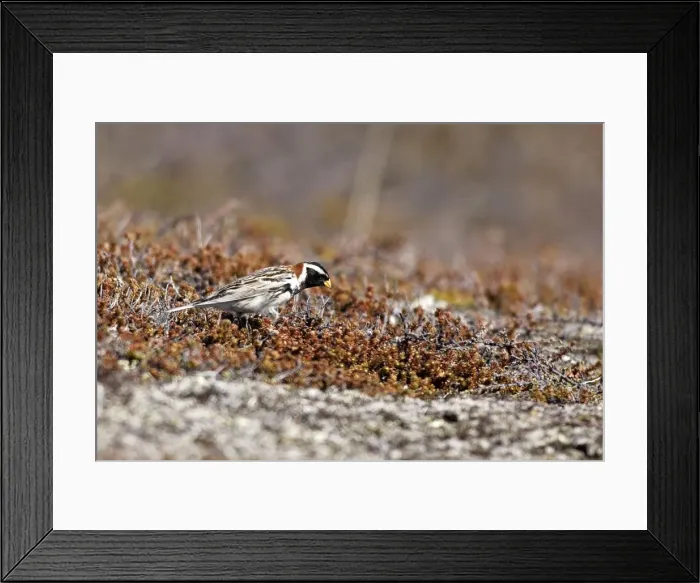 Framed Print : Lapland Bunting - male. Varanger - Norway Framed Print : Lapland Bunting - male. Varanger - Norway