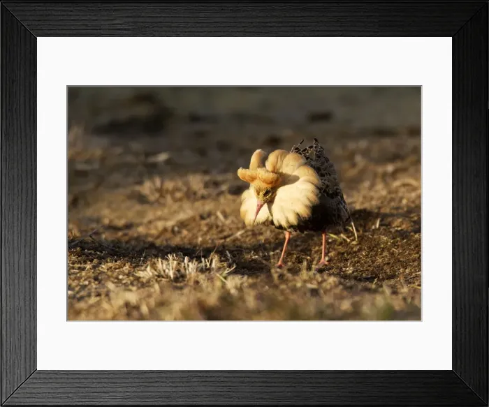 Framed Print : Ruff - male in mating display. Varanger - Norway Framed Print : Ruff - male in mating display. Varanger - Norway