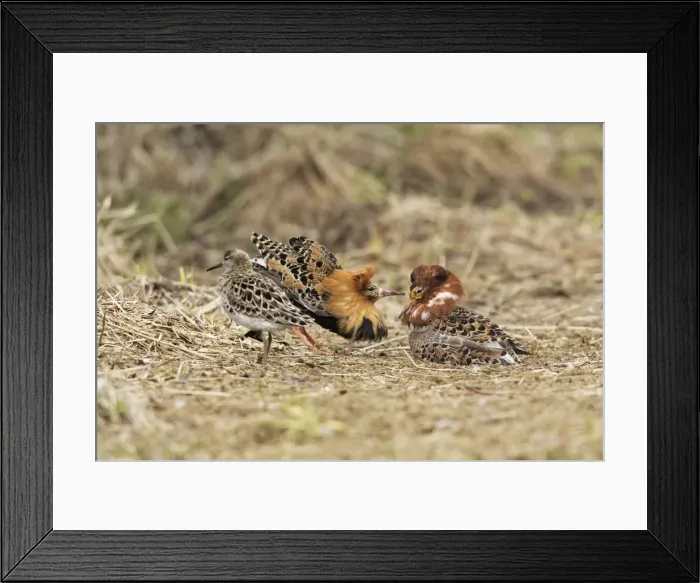 Framed Print : Ruff - males in mating display with female. Varanger - Norway Framed Print : Ruff - males in mating display with female. Varanger - Norway