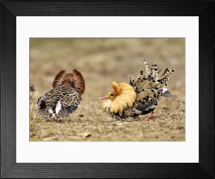 Framed Print : Ruff - males in mating display. Varanger - Norway Framed Print : Ruff - males in mating display. Varanger - Norway