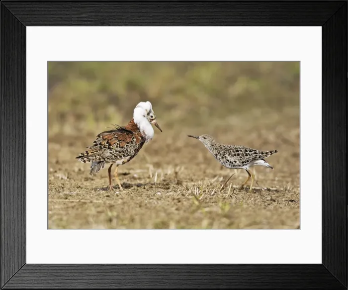 Framed Print : Ruff - male in mating display with female. Varanger - Norway Framed Print : Ruff - male in mating display with female. Varanger - Norway