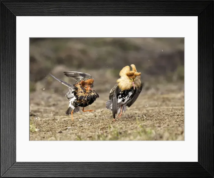 Framed Print : Ruff - males confrontation during mating display. Varanger - Norway Framed Print : Ruff - males confrontation during mating display. Varanger - Norway