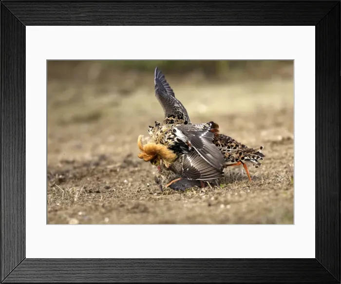 Framed Print : Ruff - male mating with female. Varanger - Norway Framed Print : Ruff - male mating with female. Varanger - Norway