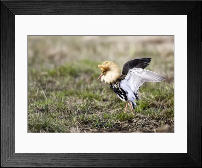 Framed Print : Ruff - male in mating display. Varanger - Norway Framed Print : Ruff - male in mating display. Varanger - Norway