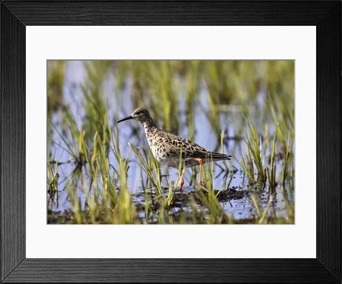 Framed Print : Ruff - in water. Varanger - Norway Framed Print : Ruff - in water. Varanger - Norway