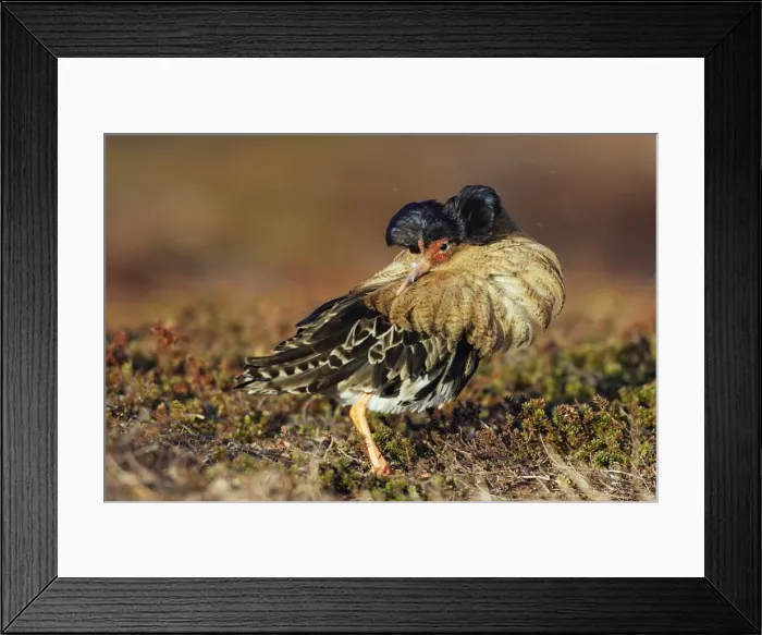 Framed Print : Ruff - male in breeding plumage in mating display. Varanger - Norway Framed Print : Ruff - male in breeding plumage in mating display. Varanger - Norway