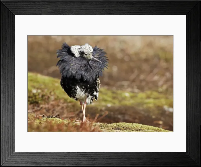 Framed Print : Ruff - males in breeding plumage in mating display. Varanger - Norway Framed Print : Ruff - males in breeding plumage in mating display. Varanger - Norway