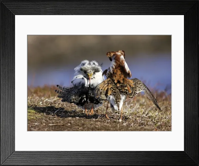 Framed Print : Ruff - males in breeding plumage in confrontation. Varanger - Norway Framed Print : Ruff - males in breeding plumage in confrontation. Varanger - Norway