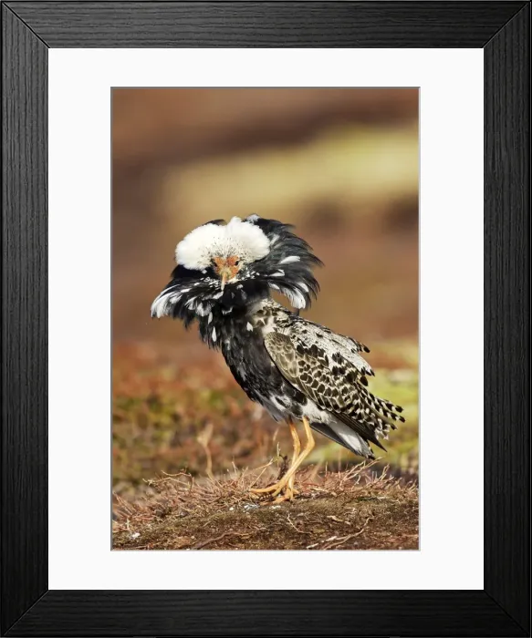 Framed Print : Ruff - male in breeding plumage in mating display. Varanger - Norway Framed Print : Ruff - male in breeding plumage in mating display. Varanger - Norway