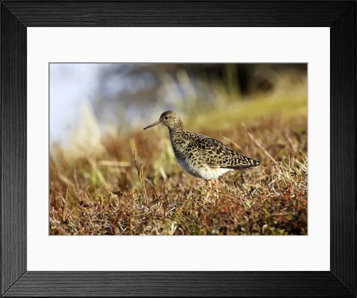 Framed Print : Ruff - female. Varanger - Norway Framed Print : Ruff - female. Varanger - Norway