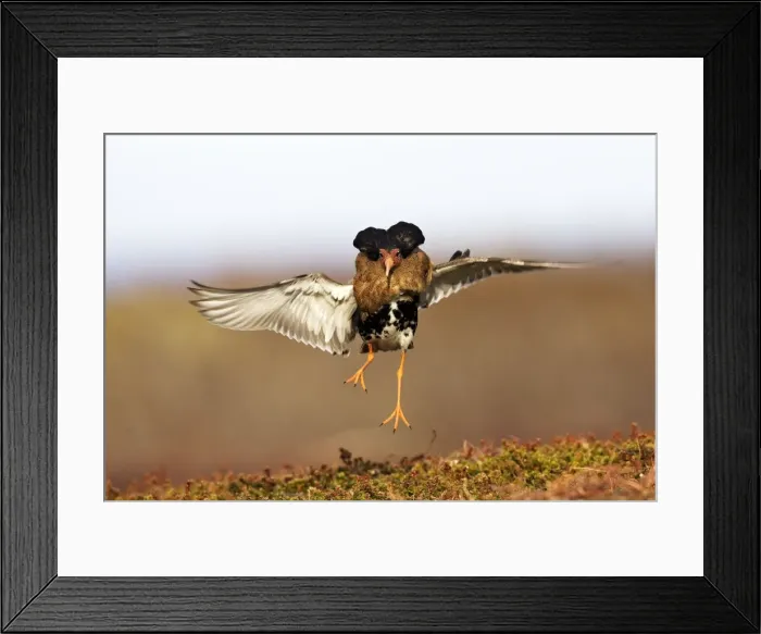 Framed Print : Ruff - male in breeding plumage in mating display. Varanger - Norway Framed Print : Ruff - male in breeding plumage in mating display. Varanger - Norway