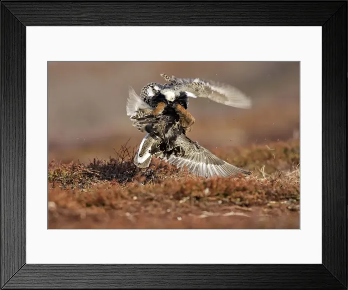 Framed Print : Ruff - two males in breeding plumage fighting. Varanger - Norway Framed Print : Ruff - two males in breeding plumage fighting. Varanger - Norway