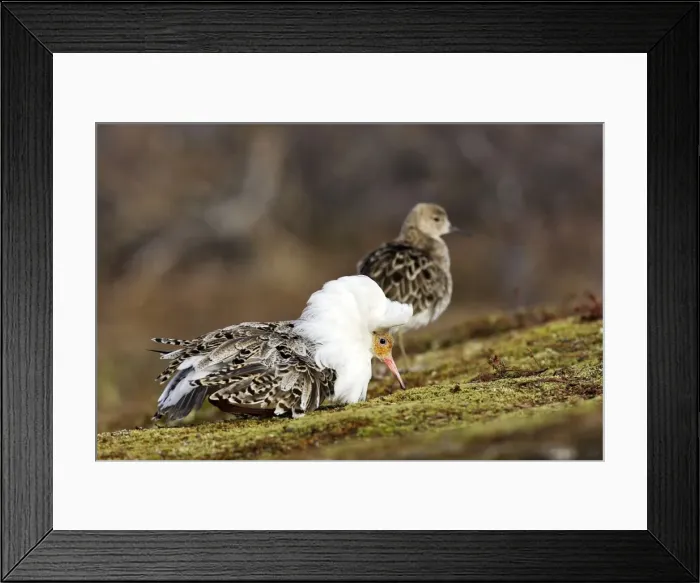 Framed Print : Ruff - female with male in breeding plumage. Varanger - Norway Framed Print : Ruff - female with male in breeding plumage. Varanger - Norway