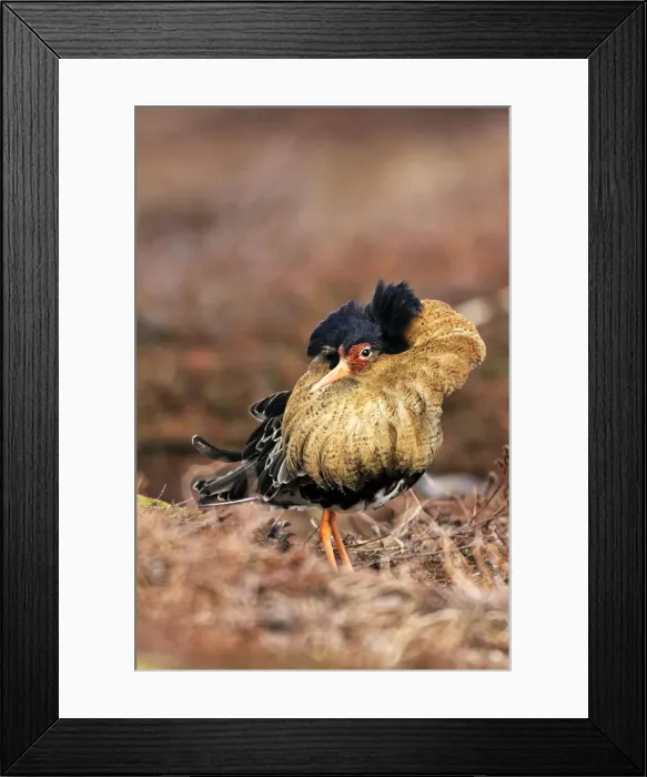 Framed Print : Ruff - male in breeding plumage in mating display. Varanger - Norway Framed Print : Ruff - male in breeding plumage in mating display. Varanger - Norway