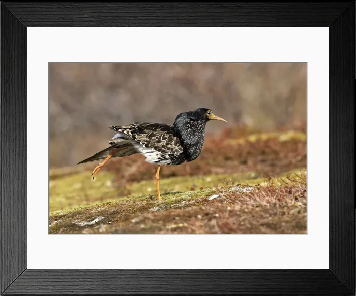 Framed Print : Ruff - male in breeding plumage in mating display. Varanger - Norway Framed Print : Ruff - male in breeding plumage in mating display. Varanger - Norway