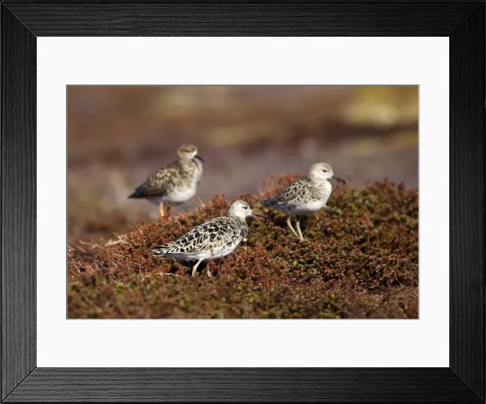 Framed Print : Ruff - females. Varanger - Norway Framed Print : Ruff - females. Varanger - Norway
