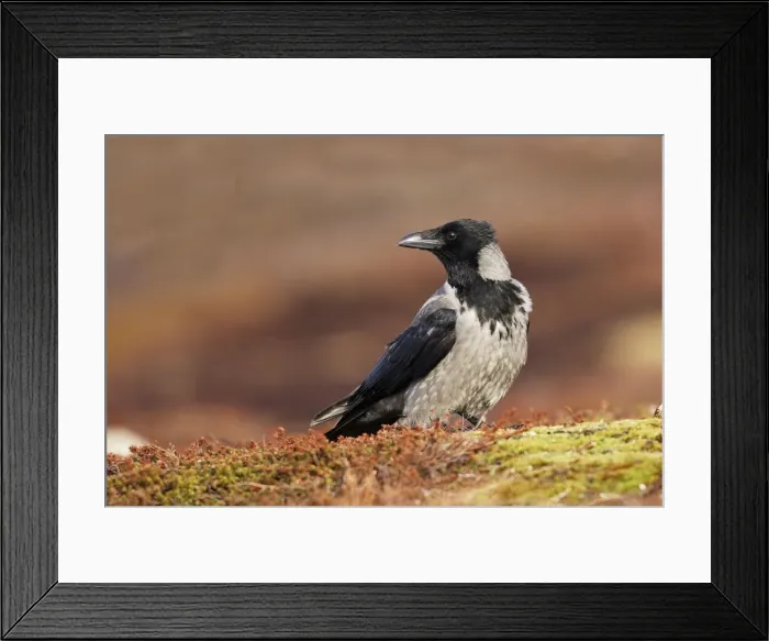 Framed Print : Hooded Crow. Varanger - Norway Framed Print : Hooded Crow. Varanger - Norway