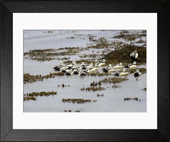 Framed Print : Steller's Eider - male. Varanger Fjord - Norway Framed Print : Steller's Eider - male. Varanger Fjord - Norway